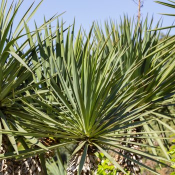Yucca carnerosana (Juka obrovská) - kont. C20L, výška 80-100 cm